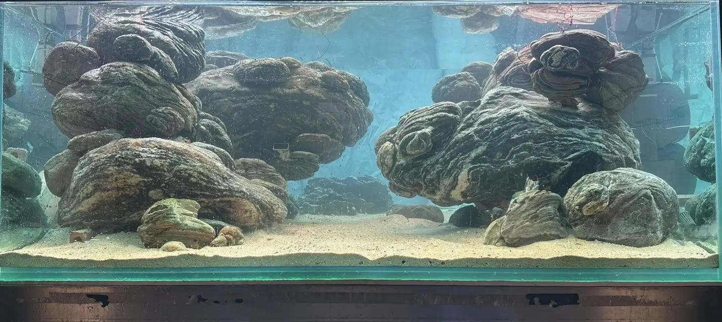 Aquascaping steps - Connecting - IAPLC 2025 Honor Prize - Long Tran Hoang / Vietnam